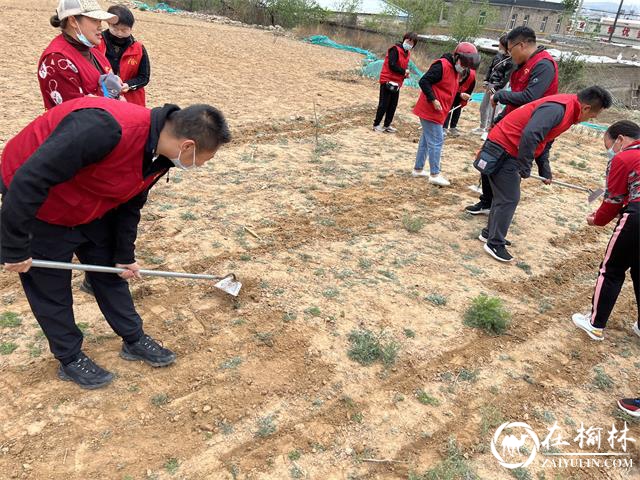 榆阳区鼓楼街道二里半社区：新思路破解“老旧难题”  闲置地变身“共享菜园”