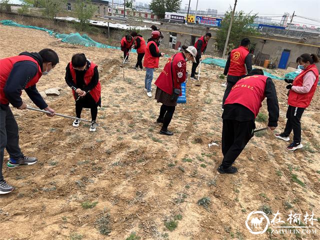 榆阳区鼓楼街道二里半社区：新思路破解“老旧难题”  闲置地变身“共享菜园”