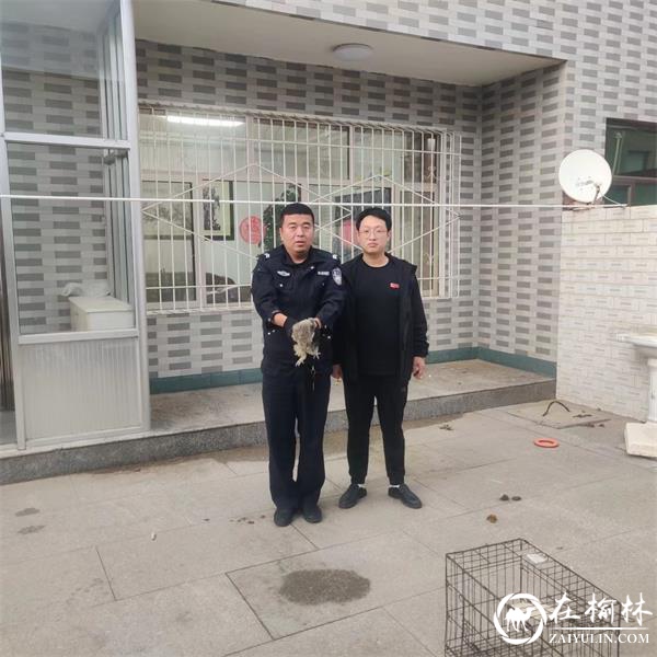 靖边公安沙石峁森林派出所救助一野生猫头鹰