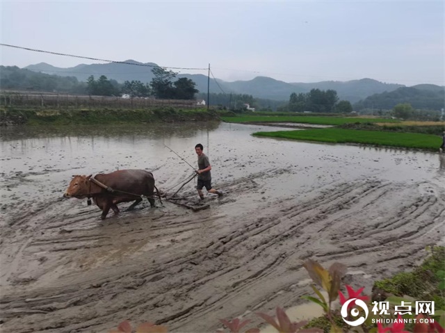 陕西西乡县堰口镇狠抓粮食生产不放松