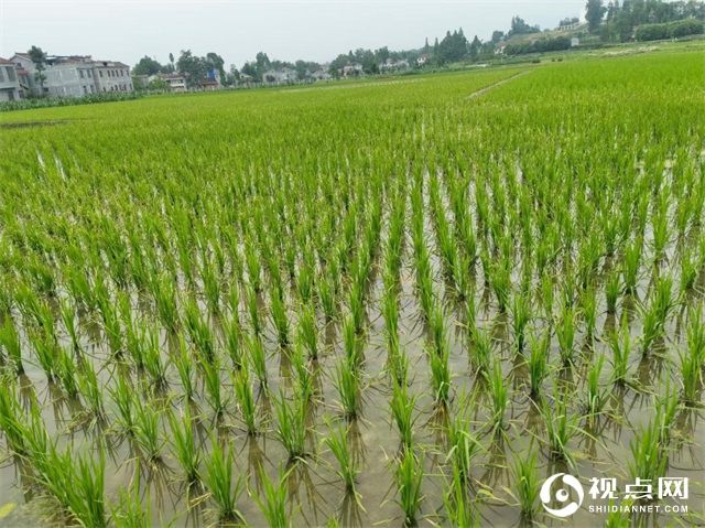 陕西西乡县堰口镇狠抓粮食生产不放松