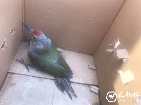 靖边公安沙石峁森林派出所成功救助一只 国家二级保护动物