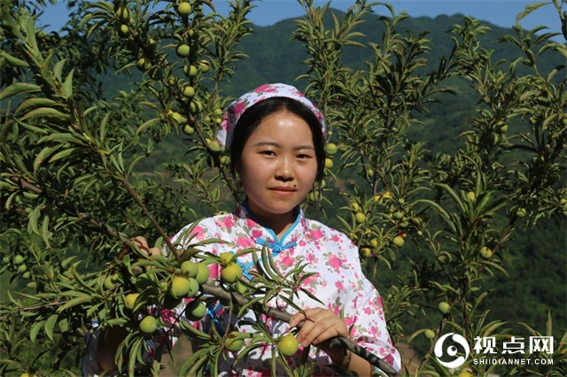 第五届中国西乡堰口镇檀木村李子采摘月启动仪式圆满举行