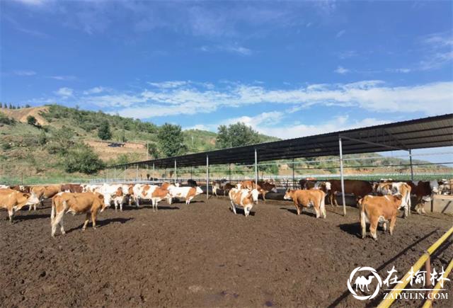 喜报！榆阳区上盐湾镇碎金驿村党支部喜获全区“示范村党组织”荣誉称号