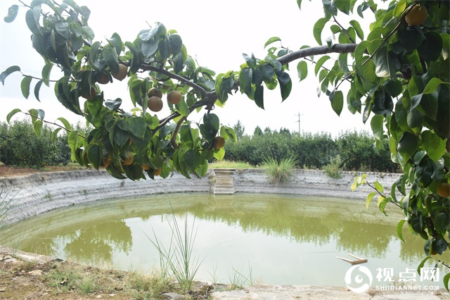 四川省三台县:“花庙雪梨”丰收振兴乡村产业