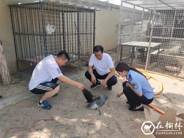 靖边县公安局冯家峁森林公安派出所救助一只国家二级保护动物“苍鹭”