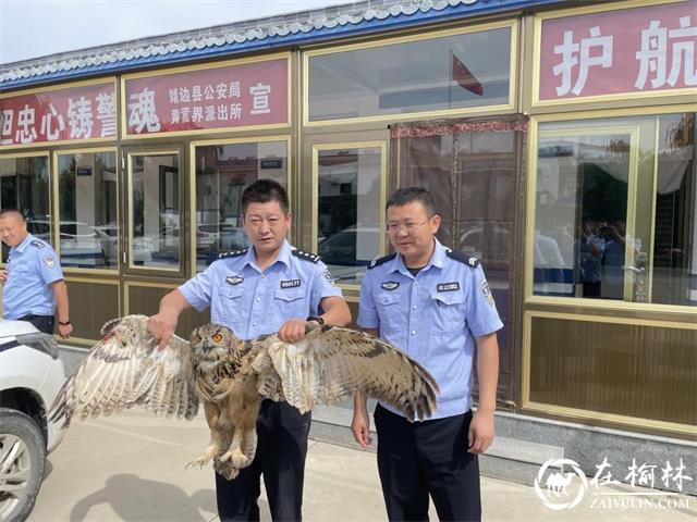 靖边县公安局黄蒿界派出所救助一只野生猫头鹰