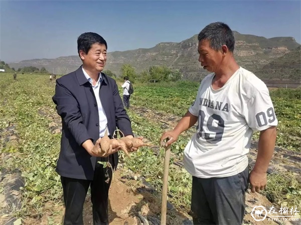 85000斤红薯！消费帮扶喜了清涧县贺家畔村村民