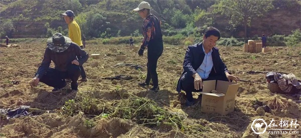 85000斤红薯！消费帮扶喜了清涧县贺家畔村村民