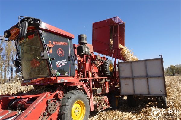 神木市大保当镇10000多亩玉米喜获丰收 神木市大保当镇10000多亩玉米喜获丰收