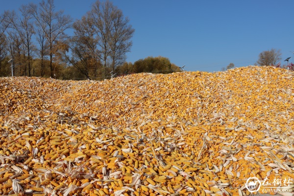 神木市大保当镇10000多亩玉米喜获丰收 神木市大保当镇10000多亩玉米喜获丰收