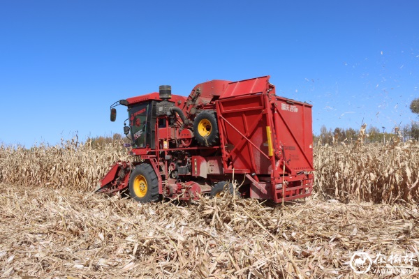 神木市大保当镇10000多亩玉米喜获丰收 神木市大保当镇10000多亩玉米喜获丰收