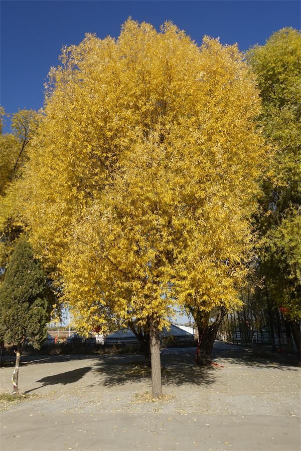又到田野黄叶时,层林尽染醉乡村。时值金秋时节,秋韵正浓,落叶缤纷,红黄紫绿,刹为惊艳。乡村田园五谷瓜果飘香,呈现满眼醉人秋色,勾勒出一幅诗画般的乡村秋色画卷。(刘慧斌)