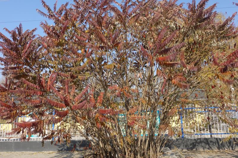 又到田野黄叶时,层林尽染醉乡村。时值金秋时节,秋韵正浓,落叶缤纷,红黄紫绿,刹为惊艳。乡村田园五谷瓜果飘香,呈现满眼醉人秋色,勾勒出一幅诗画般的乡村秋色画卷。(刘慧斌)