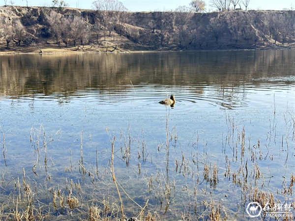 放归山林，靖边警方救助“三有”保护动物“大麻鳽”