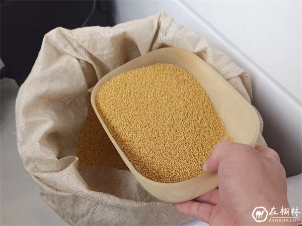 米脂人的小米情结