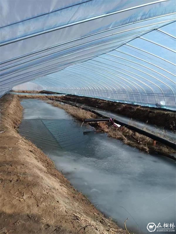 神木市西沙街道燕渠村肆浩农民专业合作社：冬闲，养殖业不闲