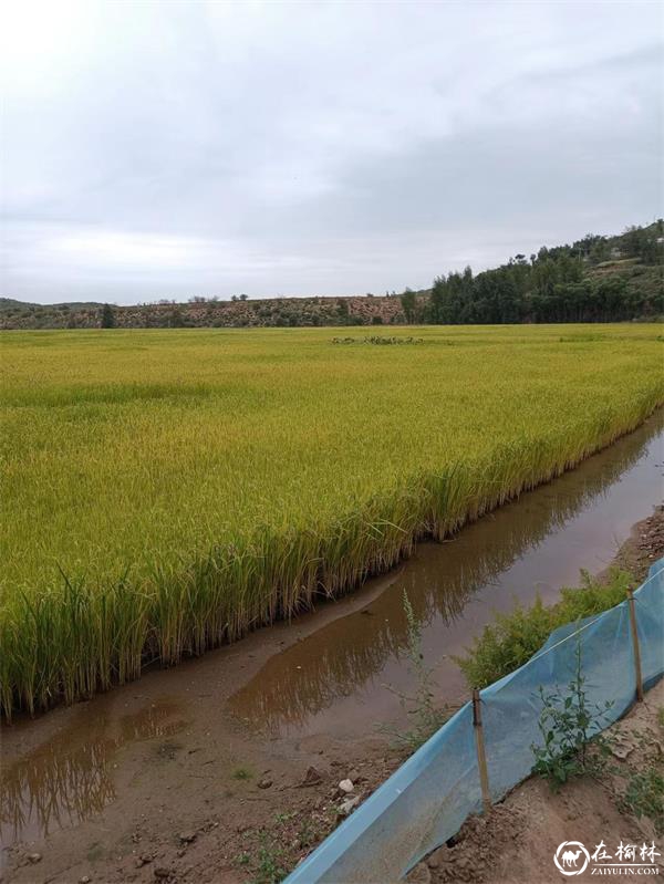 神木市西沙街道燕渠村肆浩农民专业合作社：冬闲，养殖业不闲