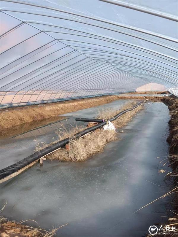 神木市西沙街道燕渠村肆浩农民专业合作社：冬闲，养殖业不闲