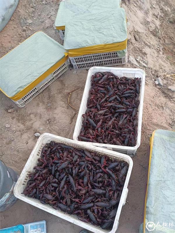 神木市西沙街道燕渠村肆浩农民专业合作社：冬闲，养殖业不闲