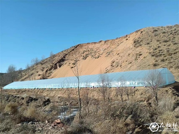 神木市西沙街道燕渠村肆浩农民专业合作社：冬闲，养殖业不闲