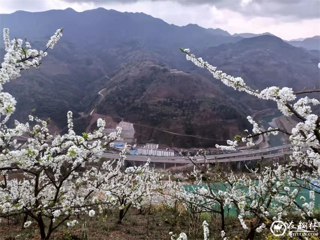 第四届中国西乡堰口镇檀木村李子花海赛诗会成功举办