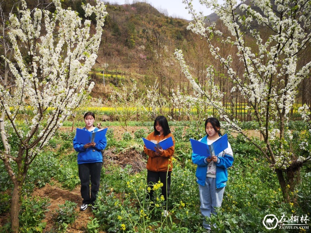 第四届中国西乡堰口镇檀木村李子花海赛诗会成功举办