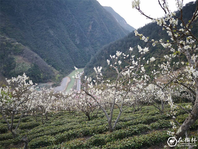 第四届中国西乡堰口镇檀木村李子花海赛诗会成功举办