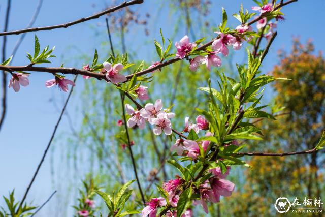 周世久诗歌：桃花颂