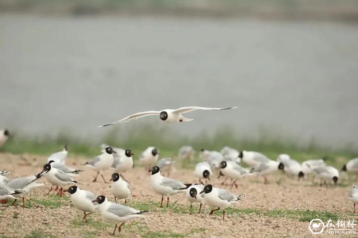 红碱淖保护区遗鸥种群数量实现持续增长