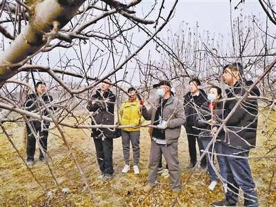 清涧县：人勤春来早 果园培训忙