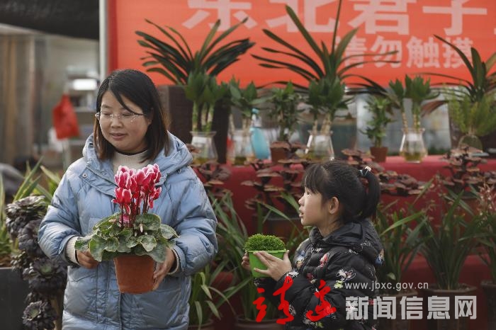 靖边县：花卉飘香俏争春