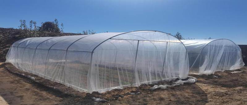 榆阳区十八墩村：庭院小棚菜 增收“聚宝盆”