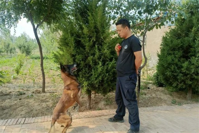 又萌又酷！靖边警犬大队的训练日常