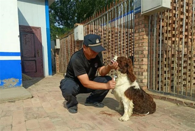 又萌又酷！靖边警犬大队的训练日常