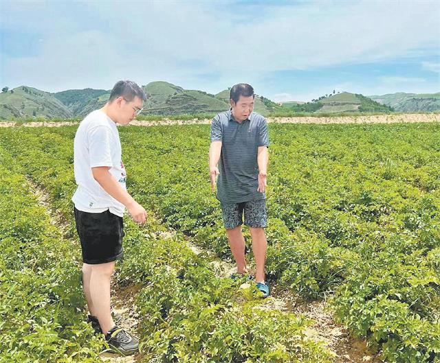 子洲县开展马铃薯种植气象服务