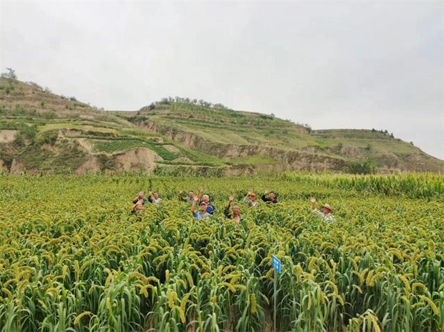 乡村振兴看绥德 绥德县吉镇镇:荒山变良田 群众笑开颜