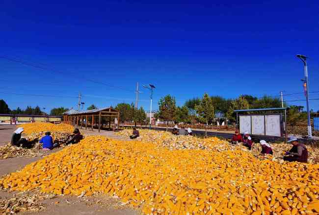 靖边县红墩界镇2万亩制种玉米喜获丰收