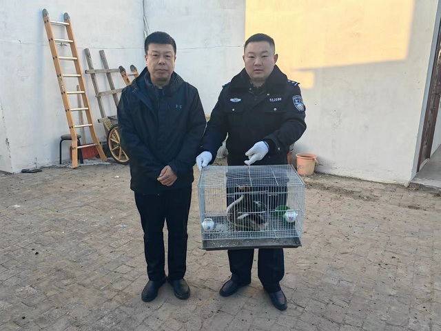 靖边县公安局沙石峁森林派出所救助一只国家二级保护动物鸊鷉