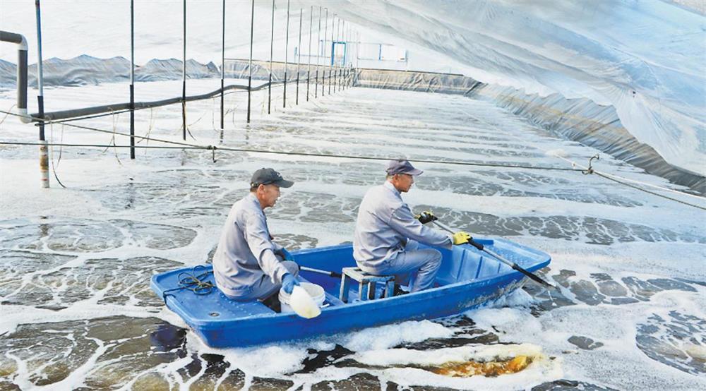 盐碱滩变“聚宝盆” | 定边千年盐湖育出生猛海鲜