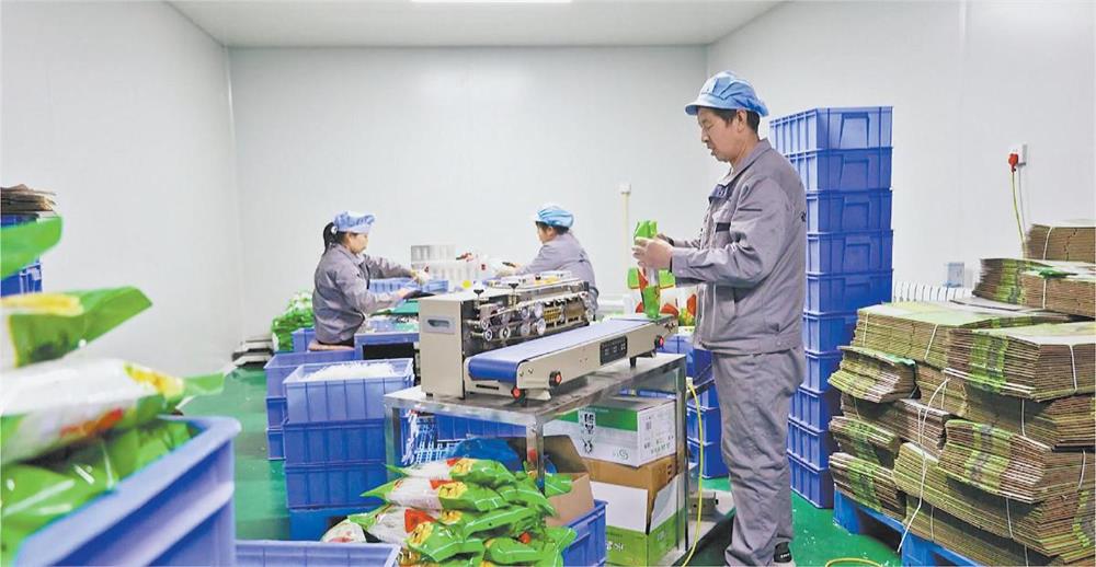 清涧县：特色产业助增收 村民致富有“良方”