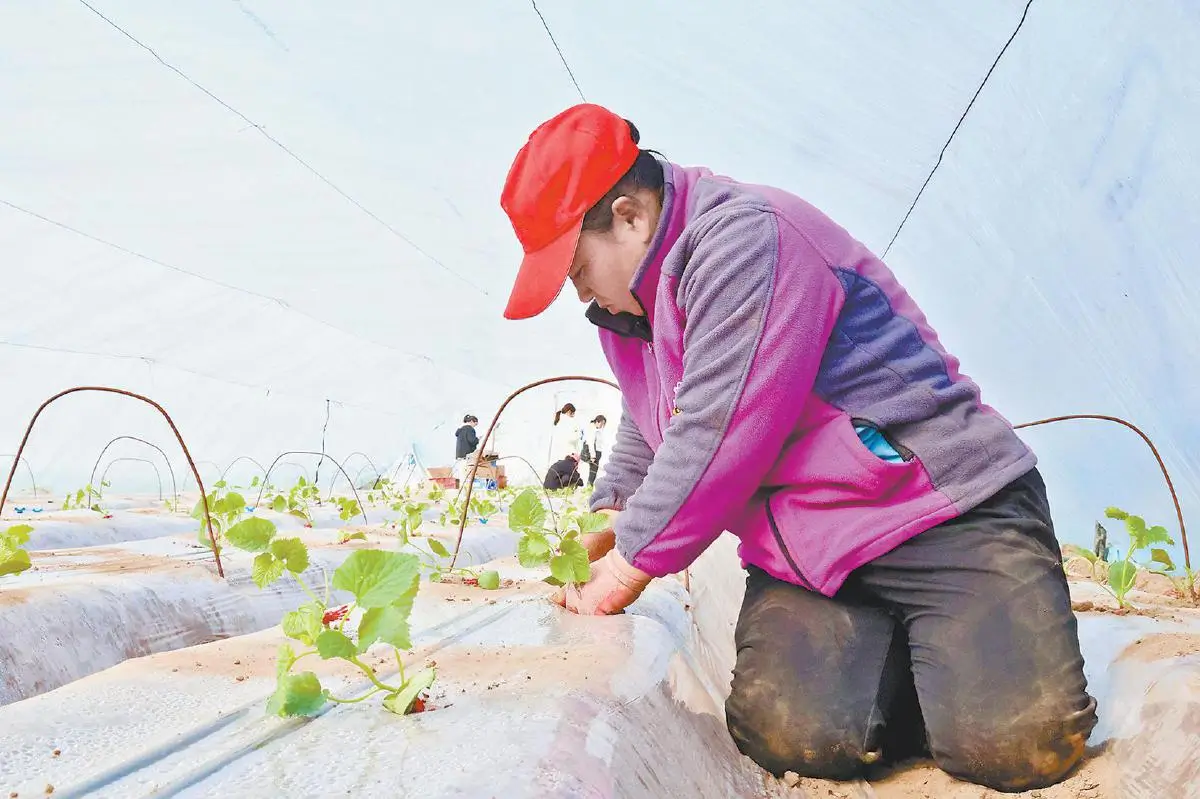 定边县沙场村推广“以菌治土”新技术：土壤“吃”上微生物 香瓜“孕”出好味道