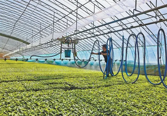 三月十九日，在沃野农业育苗大棚内，工作人员操作自动喷淋设备为种苗浇水。叶子摄