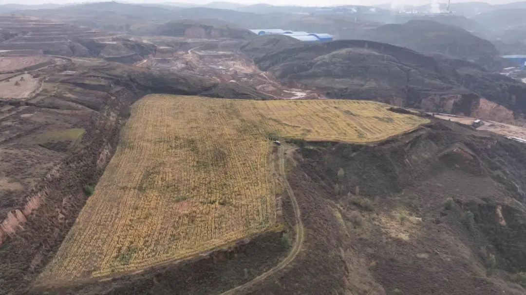 建成超25万亩！府谷高标准农田这样保障粮食安全