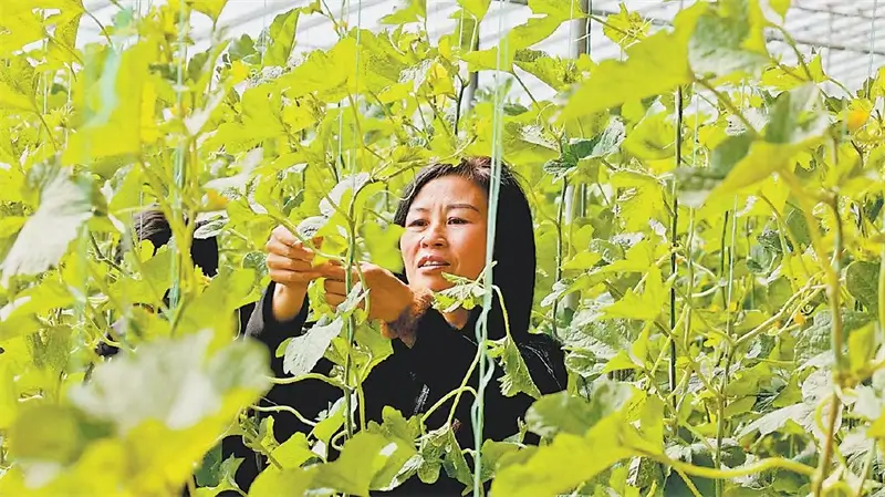 种植户王永珍在大棚内打理甜瓜藤蔓。白凌燕摄