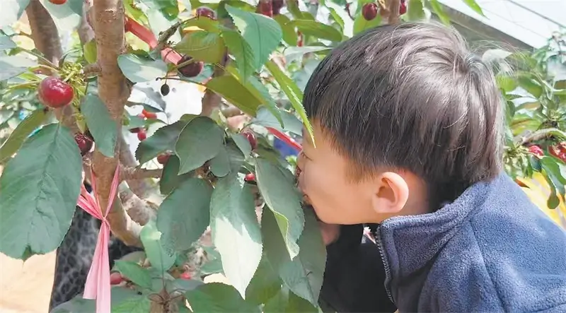 图为孩子们品尝树上的樱桃。黄金梅摄