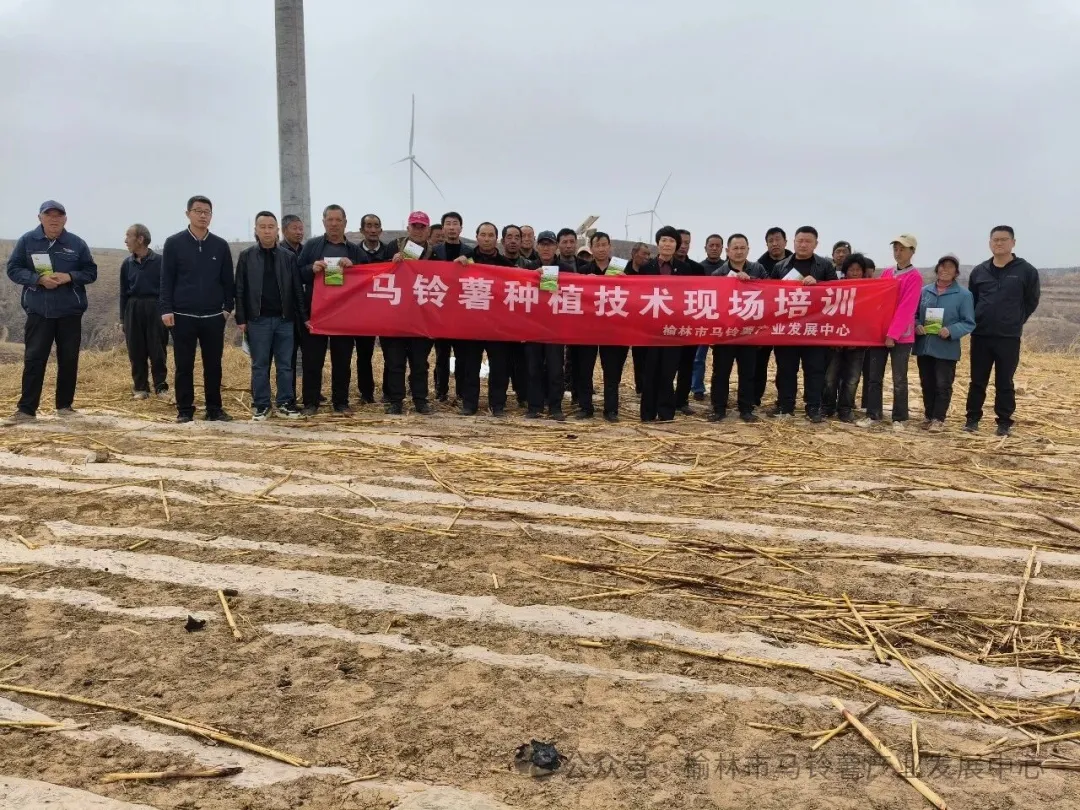 春耕“薯”光 田间开讲——榆林市马铃薯产业发展中心佳县开展旱地马铃薯培训