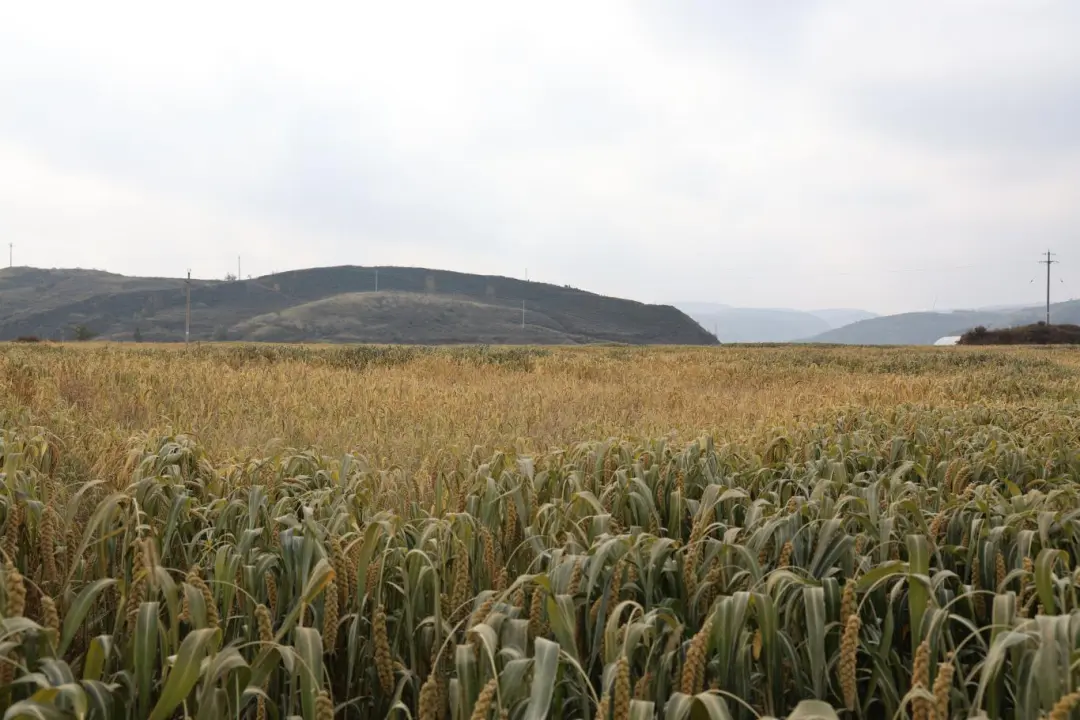 建成超25万亩！府谷高标准农田这样保障粮食安全