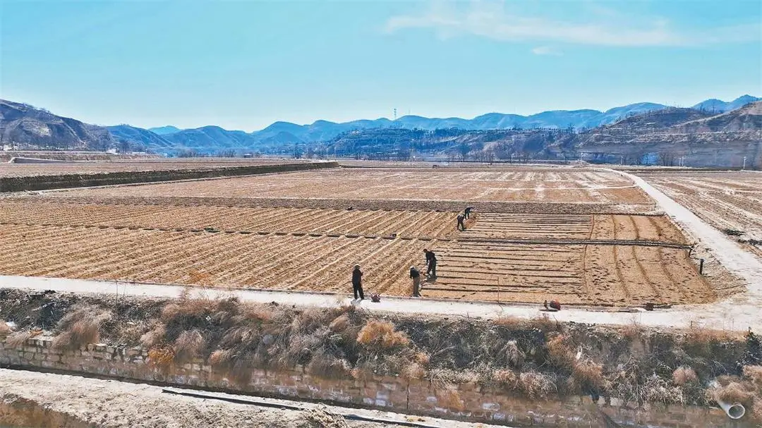 绥德县崔家湾镇苏家圪凸村的农田中，村民们正在进行起垄作业 通讯员侯国强摄