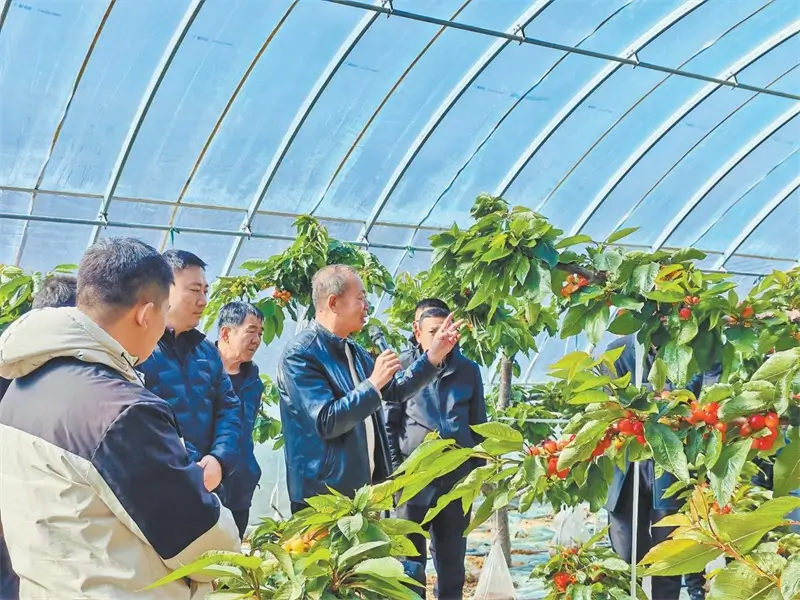 学员在佳县朱官寨镇落古峁村大棚基地观摩学习。吕苗摄